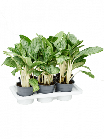 Plante Naturale - Aglaonema 'Royal Diamond' 6 buc/set 60 cm