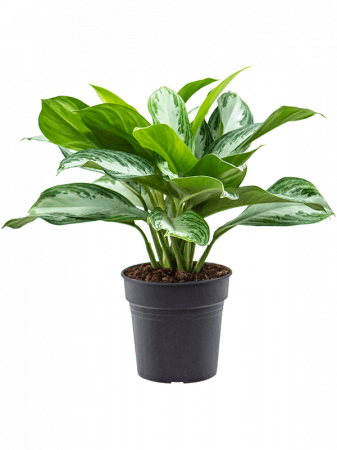 Plante Naturale - Aglaonema 'Silver Bay' 50 cm