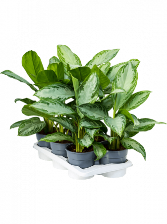 Aglaonema 'Silver Bay' 6/tavă 55 cm [1]