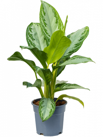 Plante Naturale - Aglaonema 'Silver Bay' 6/tavă 55 cm