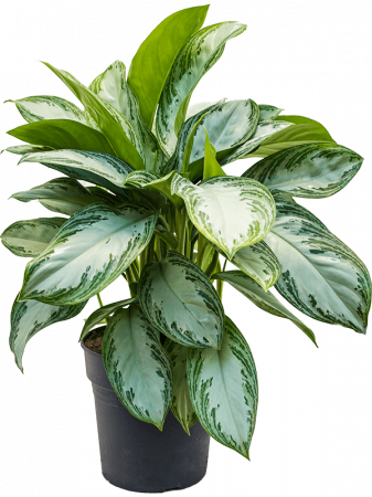 Plante in ghiveci - Aglaonema 'Silver Bay' 70 cm