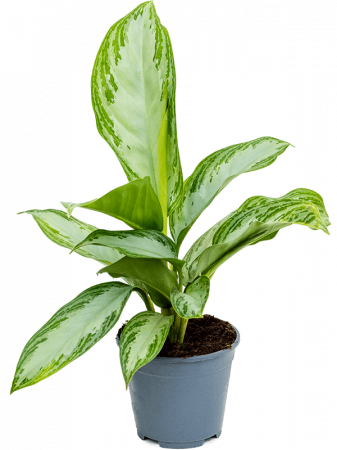 Plante Naturale - Aglaonema 'Silver Bay' 8 buc/set 35 cm