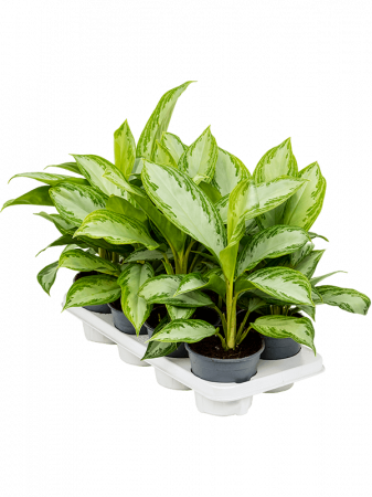 Aglaonema 'Silver Bay' 8 buc/set 35 cm [1]