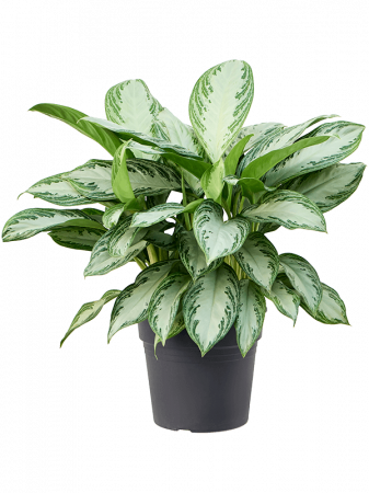 Plante Naturale - Aglaonema 'Silver Bay' 85 cm