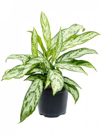 Plante Naturale - Aglaonema 'Silver Queen Compact' 8/tavă 35 cm