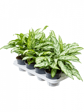 Aglaonema 'Silver Queen Compact' 8/tavă 35 cm [1]