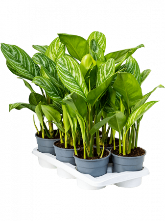 Aglaonema 'Stripes' 6 buc/set 60 cm [1]