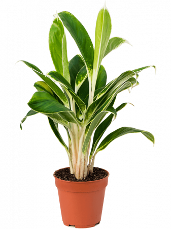 Plante Naturale - Aglaonema 'White Lime' 8 buc/set 35 cm