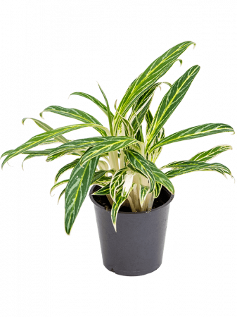 Plante Naturale - Aglaonema 'Zebra Feathers' 6 buc/set 20 cm