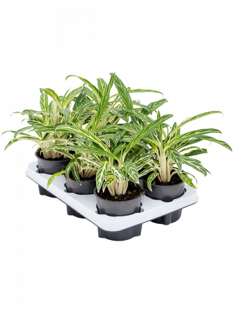 Aglaonema 'Zebra Feathers' 6 buc/set 20 cm [1]