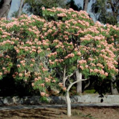 Plante Naturale - Albizia Julibrissin - Cenușar