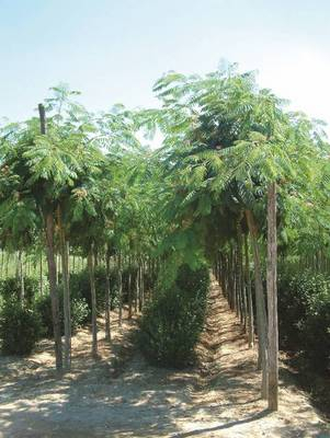 Plante Naturale - Albizia Jullbrissin Ombrella