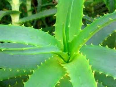 Plante naturale de exterior - Aloe Vera