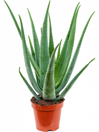 Cactusi si suculente - Aloe vera barbadensis 70 cm