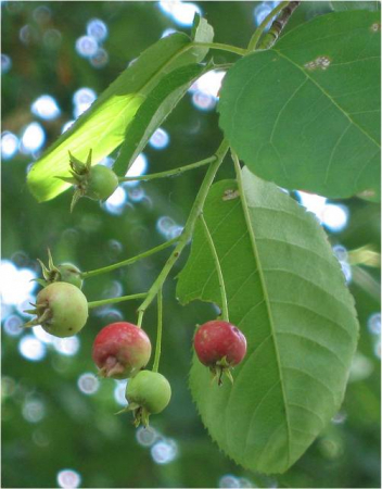 Plante Naturale - Amelanchier Lamarckii (Canadensis) - Arbore De Stafide