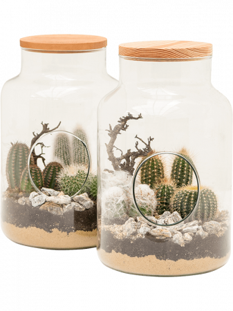 Plante Naturale - Aranjament cu cactuși 2 buc/set 30 cm