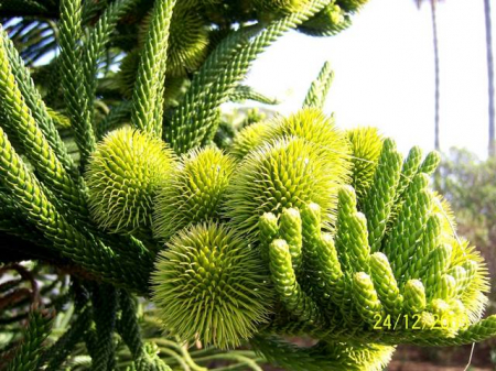 Plante Naturale - Araucaria Heterophylla (Excelsa)