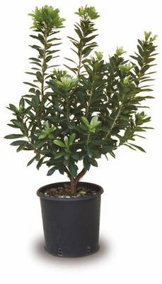 Plante Naturale - Arbutus Unedo - Arbust de frăguțe