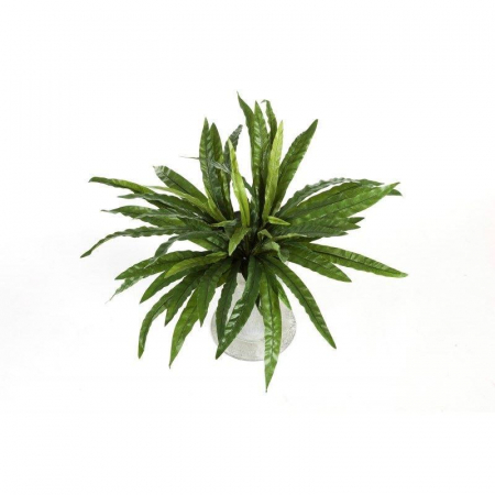 Ferigi artificiale - Asplenium