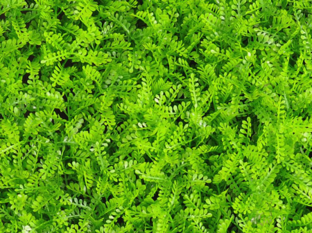 Asplenium viride - rezistență la foc clasa B [1]