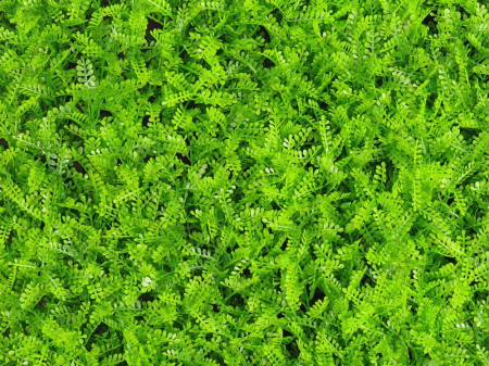 Asplenium viride - rezistență la foc clasa B [2]