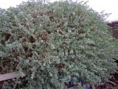 Plante Naturale - Atriplex Halimus