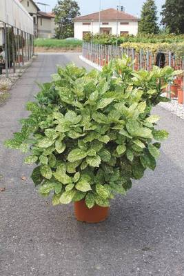 Plante Naturale - Aucuba Japonica Crotonifolia