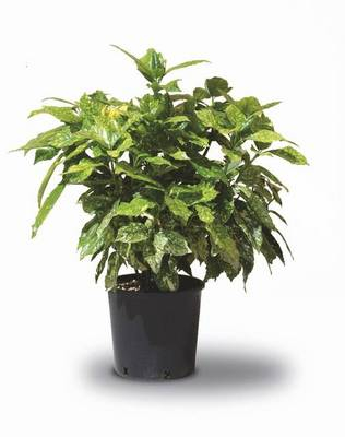 Plante Naturale - Aucuba Japonica Variegata