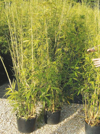 Plante Naturale - Bambusa Phyllostachys Aurea