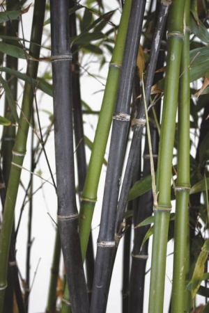 Plante Naturale - Bambusa Phyllostachys Nigra