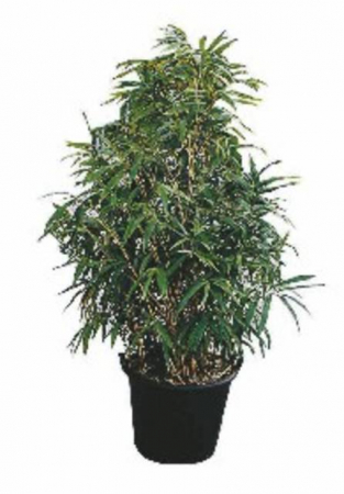 Plante Naturale - Bambusa Pseudosasa Japonica -Metake-