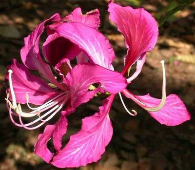 Arbori si arbusti naturali - Bauhinia Purpurea