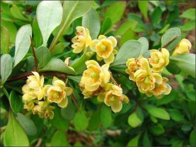 Plante naturale de exterior - Berberis Julianae