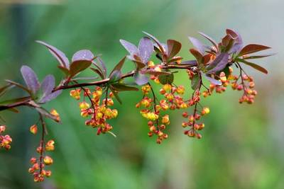 Plante naturale de exterior - Berberis Red Rocket