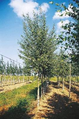 Arbori si arbusti naturali - Betula Alba (B. Verrucosa - B. Pendula)