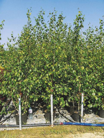 Plante Naturale - Betula Utilis - Mesteacăn De Himalaya