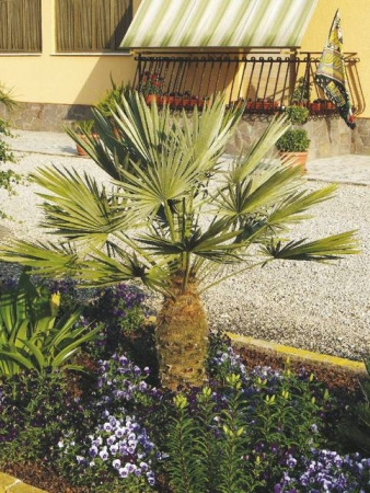 Arbori si arbusti naturali - Brahea Armata - Palmier Albastru