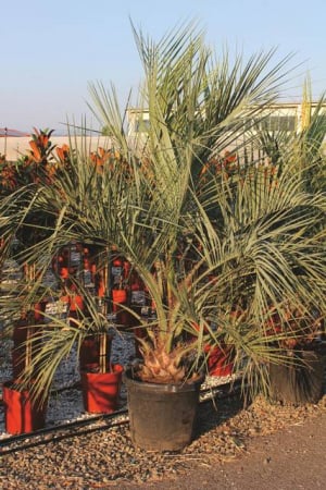 Arbori si arbusti naturali - Butia Capitata