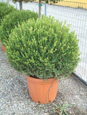 Plante Naturale - Buxus Microphylla Faulkner