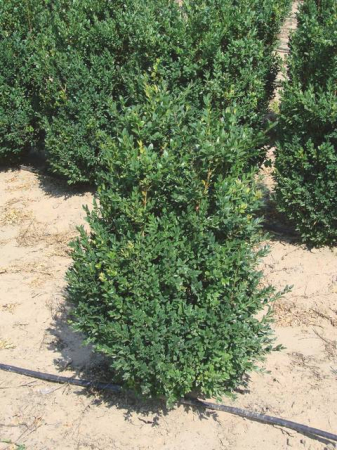 Plante naturale de exterior - Buxus Sempervirens Arborescens
