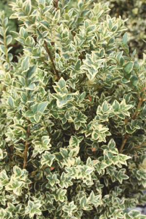 Plante naturale de exterior - Buxus Sempervirens Elegantissima