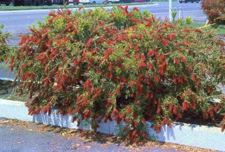 Arbori si arbusti naturali - Callistemon Captain Cook