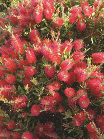 Plante Naturale - Callistemon Citrinus (Lanceolatus)