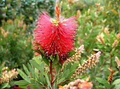 Arbori si arbusti naturali - Callistemon Laevis