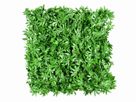 Panouri verzi artificiale - Cannabis sativa