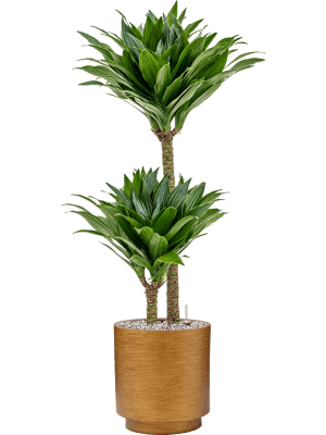 Ghiveci CAPI Lux Retro 23 x 25 [1]