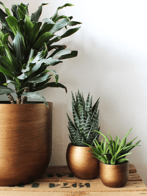 Ghiveci CAPI Lux Retro 24 x 21 [1]