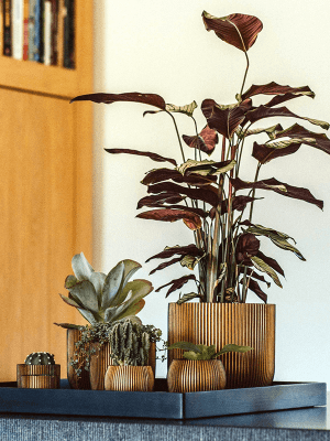 Ghiveci CAPI Nature Groove 18 x 15 [1]