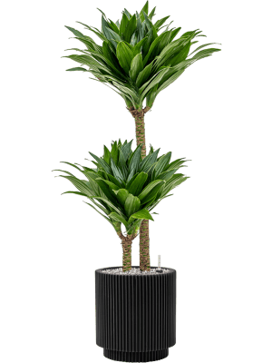 Ghiveci CAPI Nature Groove 23 x 25 [1]