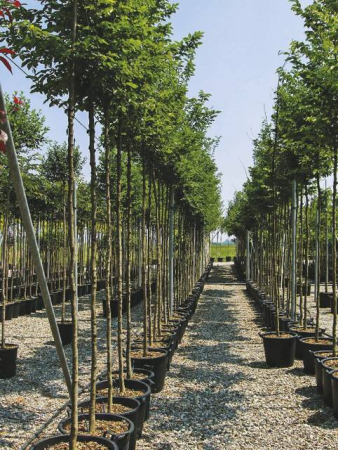 Plante Naturale - Carpinus Betulus